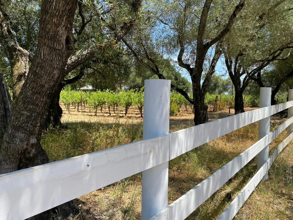 white picket fence with trees on the edge and enclosing a vineyard in the sun in wine country region